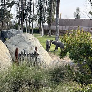 African Elephant Calves