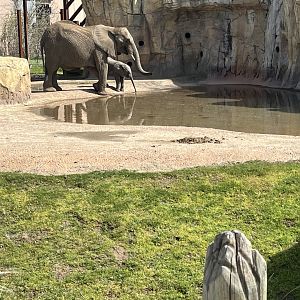 African Elephant cow and calf.