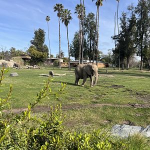 African Elephant herd