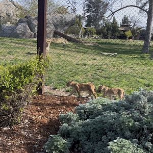 African Lion cubs