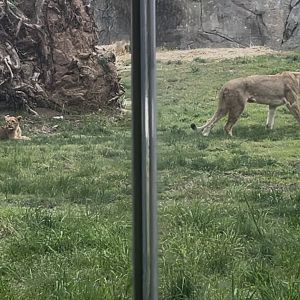 African Lion Zamaya and cub