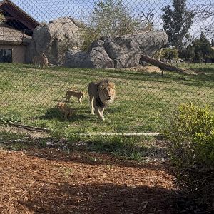 African Lion Chisulo and cubs