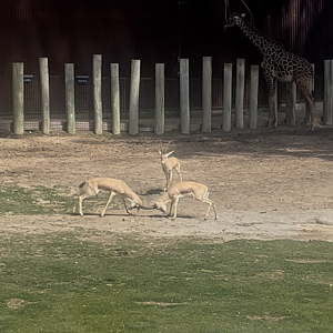 Slender Horned Gazelles sparring and Masai Giraffe
