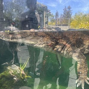 False Gharial