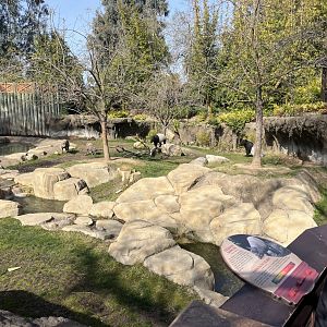 Malayan Tapir and Babirusa