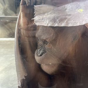 Sumatran Orangutan