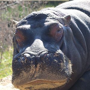 Common Hippo- 20th March 2025