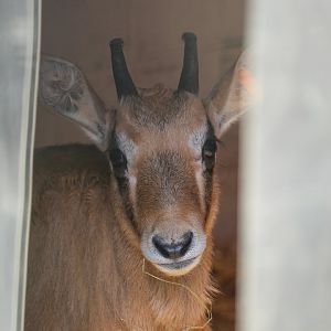 Gemsbok Calf- 20th March 2025