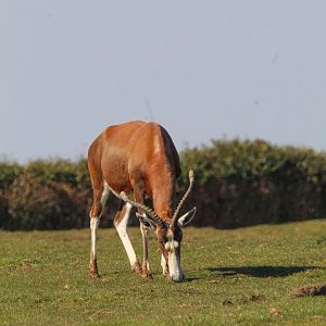 Blesbok in Spicer's field- 20th March 2025