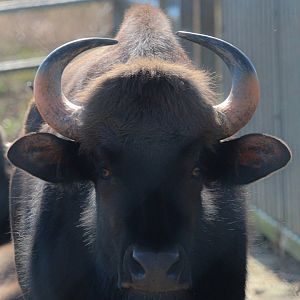 female Indian Gaur- 20th March 2025