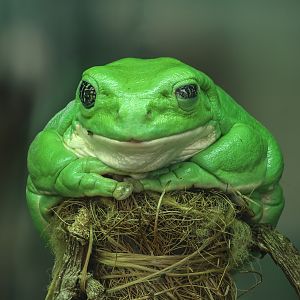Mexican leaf frog : Cotswold WP : 14 Mar 2025