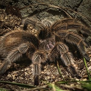 Chilean rose tarantula : Cotswold WP : 14 Mar 2025