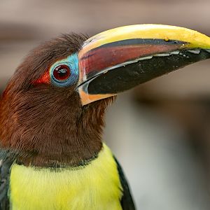 Green aracari : Cotswold WP : 14 Mar 2025