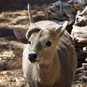 Calamian Deer (Axis calamianensis) male - "Luke"
