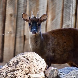 Central American Red Brocket (Mazama temama) male