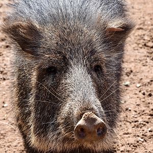 Chacoan Peccary (Catagonus wagneri)