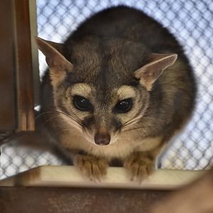 Ringtail (Bassariscus astutus)
