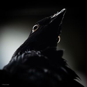 Nicobar pigeon : Cotswold WP : 14 Mar 2025