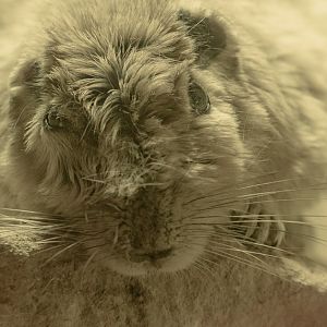 Common gundi : Cotswold WP : 14 Mar 2025