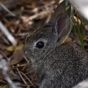 Arizona Desert Cottontail (Sylvilagus audubonii arizonae) kit - wild