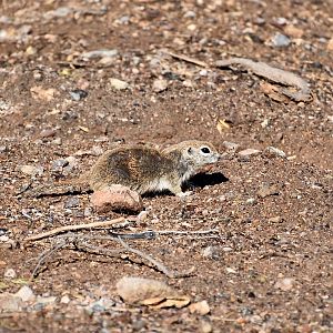 Round-Tailed Ground Squirrel (Xerospermophilus tereticaudus) - wild