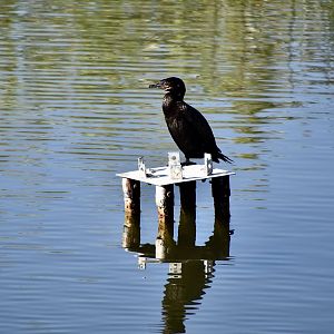 Neotropic Cormorant (Nannopterum brasilianum mexicanum) - wild