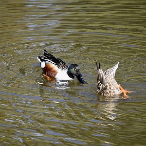 Northern Shoveler (Spatula clypeata) - wild