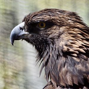 North American Golden Eagle (Aquila chrysaetos canadensis)