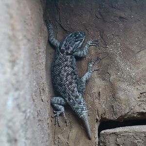 Yarrow's Spiny Lizard (Sceloporus jarrovii)