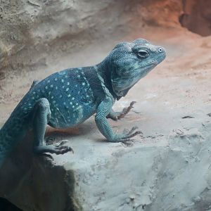 Dickerson's Collared Lizard (Crotaphytus dickersonae)