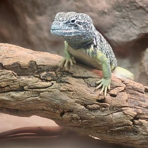 Black-Spotted Collared Lizard (Crotaphytus collaris melanomaculatus)