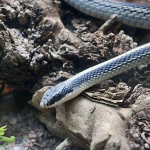 Mountain Patchnose Snake (Salvadora grahamiae)
