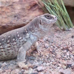 Desert Iguana (Dipsosaurus dorsalis)