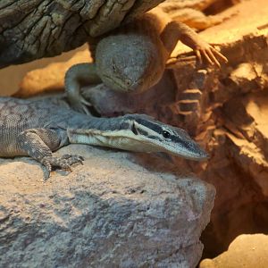 Kimberley Rock Monitor (Varanus glauerti) and Gidgee Skink (Egernia stokesii)