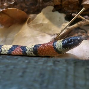 New Mexico Milk Snake (Lampropeltis triangulum celaenops)