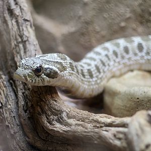 Western Hognose Snake (Heterodon nasicus)