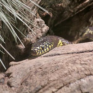 Desert Kingsnake (Lampropeltis splendida)