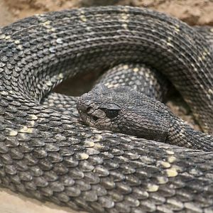 Arizona Black Rattlesnake (Crotalus cerberus)