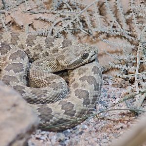 Hopi Rattlesnake (Crotalus viridis nuntius)