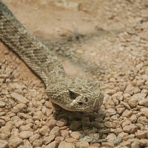 Prairie Rattlesnake (Crotalus viridis viridis)
