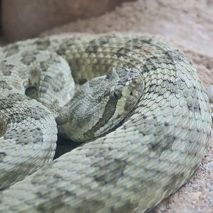Grand Canyon Rattlesnake (Crotalus oreganus abyssus)
