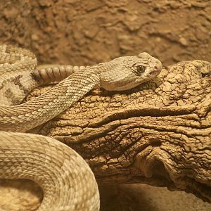 Mohave Rattlesnake (Crotalus scutulatus scutulatus)