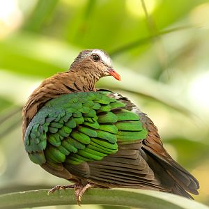 Common emerald dove : Cotswold WP : 14 Mar 2025