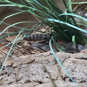 Twin-Spotted Rattlesnake (Crotalus pricei)