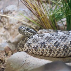 Western Massasauga (Sistrurus tergeminus)