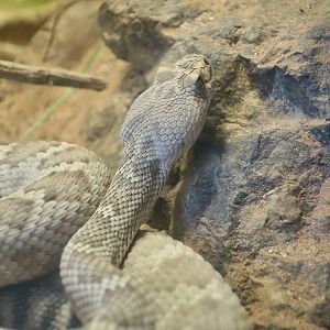 Santa Catalina Rattlesnake (Crotalus catalinensis)