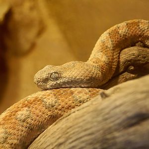 Painted Saw-Scaled Viper (Echis coloratus)