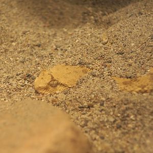 Desert Horned Viper (Cerastes cerastes)