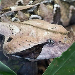 West African Gaboon Viper (Bitis rhinoceros)