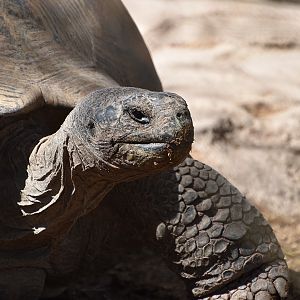 Volcán Darwin Giant Tortoise (Chelonoidis niger microphyes)